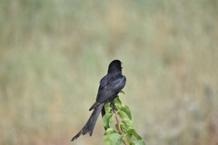 Dicrurus macrocercus