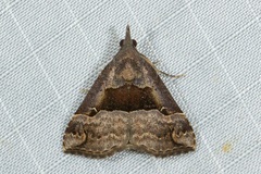 Hypena indicatalis