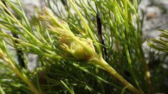 Serruria ascendens