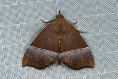 Mecistoptera