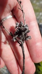Serruria ascendens