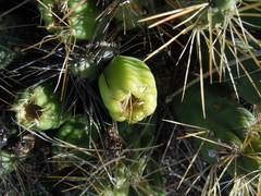 Cumulopuntia boliviana