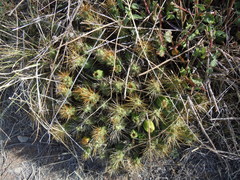 Cumulopuntia boliviana