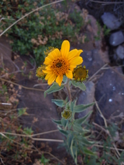 Asteraceae