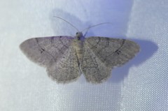 Digrammia muscariata