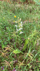Platanthera chlorantha