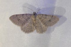 Digrammia muscariata