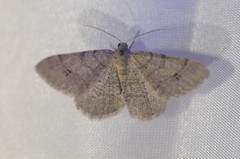 Digrammia muscariata