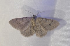 Digrammia muscariata