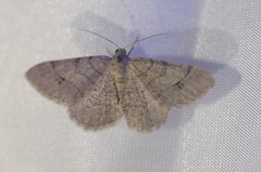 Digrammia muscariata