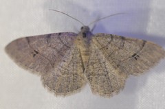 Digrammia muscariata