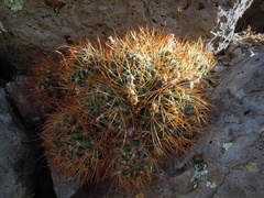 Lobivia maximiliana