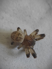 Larinioides suspicax