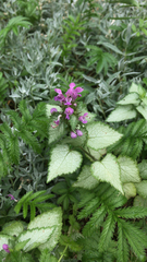 Lamium maculatum