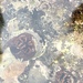 photo of Rough Piddock (Zirfaea pilsbryi)