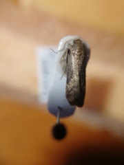 Euzophera fuliginosella