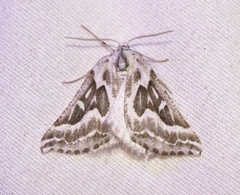 Plataea trilinearia
