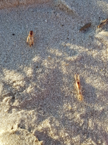 photo of Shore Earwig (Labidura riparia)