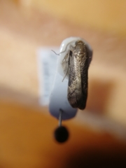 Euzophera fuliginosella