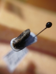 Euzophera fuliginosella