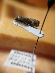 Euzophera fuliginosella