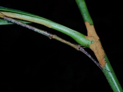Planososibia esacus