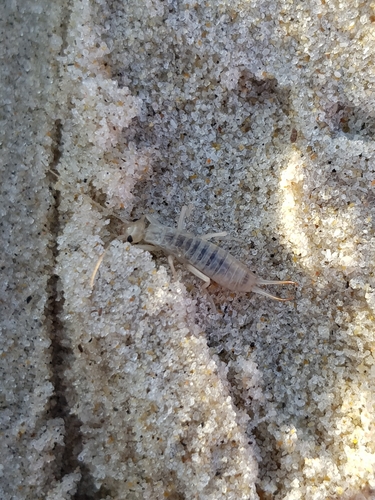 photo of Shore Earwig (Labidura riparia)