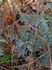 Artemisia santonicum