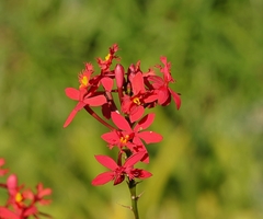 Epidendrum × obrienianum