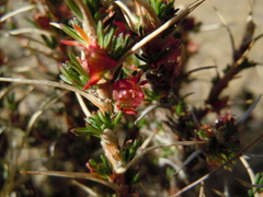 Tetraglochin cristata