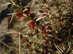 Tetraglochin cristata