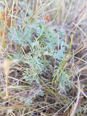 Artemisia santonicum