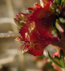 Tetraglochin cristata