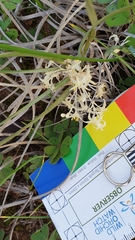 Lomandra effusa