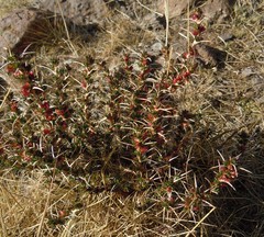 Tetraglochin cristata