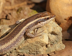 African Striped Mabuya photo 4