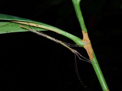 Planososibia esacus