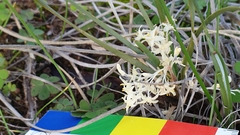 Lomandra effusa