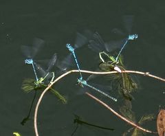 Coenagrion puella