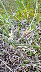 Lomandra effusa