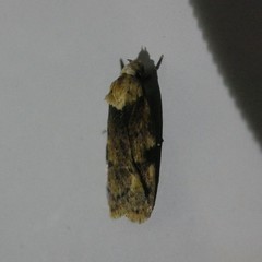 Elaeonoma deltacostamela