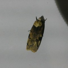Elaeonoma deltacostamela