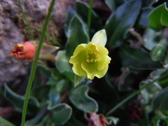 Oenothera multicaulis