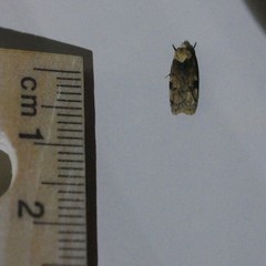 Elaeonoma deltacostamela