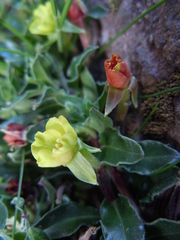 Oenothera multicaulis