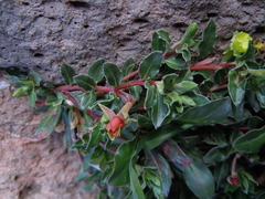 Oenothera multicaulis