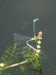 Coenagrion puella