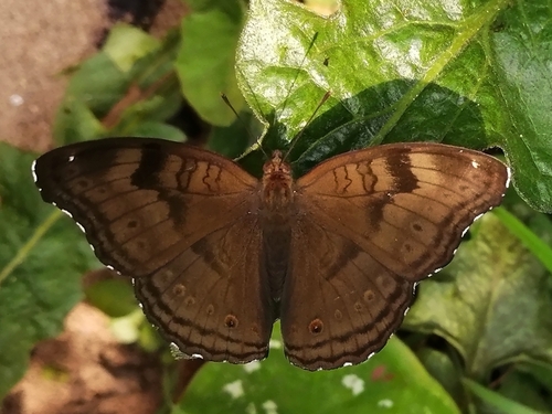 Chocolate Pansy