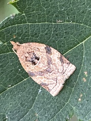 Adoxophyes honmai