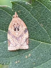 Adoxophyes honmai
